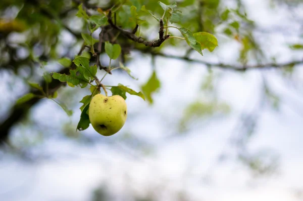 Apple in tree — Stock Photo, Image