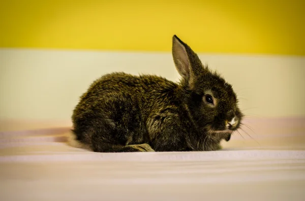 Kleine konijn — Stockfoto