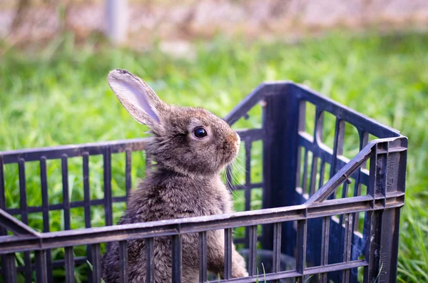 关在笼子里的兔子 — 图库照片