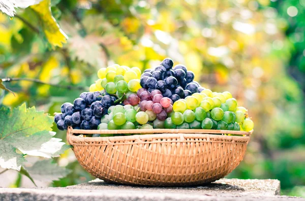 Blauw, wit en paarse druiven — Stockfoto