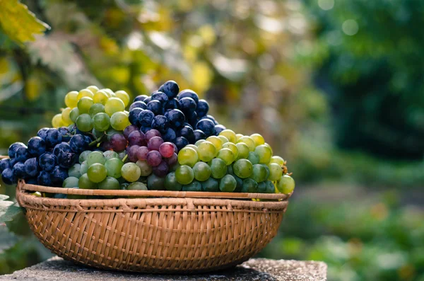 Druiven in de herfst tijd — Stockfoto