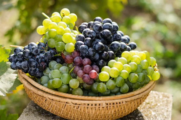 Uvas de varios colores — Foto de Stock