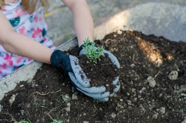 Eldivenler, organik toprak ve yeşil bitki