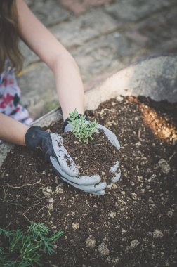 Eldivenler, organik toprak ve yeşil bitki