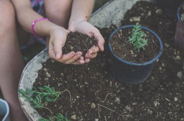 organik toprak, bahar işleri, eller ve bitki saksısı