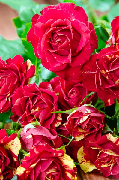 Rosas rojas en jarrón — Foto de Stock