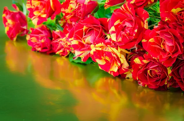 En gjeng røde og gule roser. – stockfoto