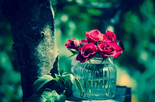 Κόκκινα τριαντάφυλλα σε γλάστρα — Φωτογραφία Αρχείου