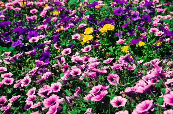 Colorida canteiro de flores petúnias — Fotografia de Stock