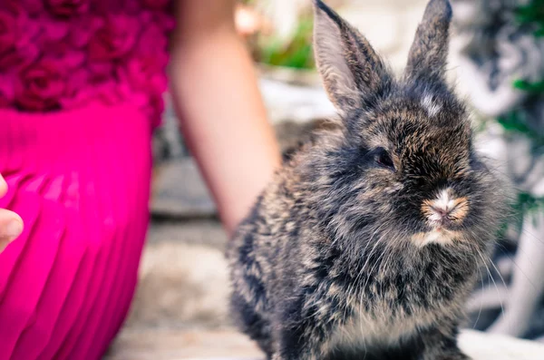 Kleine dierlijke konijn — Stockfoto