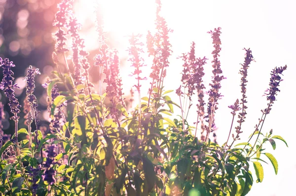 Purple lavender flower — Stock Photo, Image