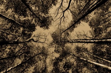 ağaçların tepesinde