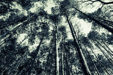 ağaçların tepesinde