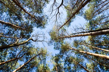 ağaç üstleri ve gökyüzü