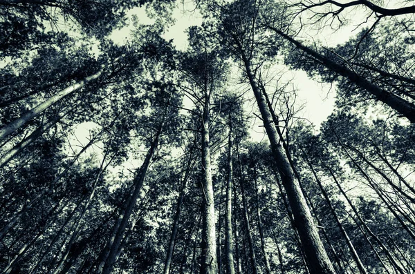 ağaçların tepesinde