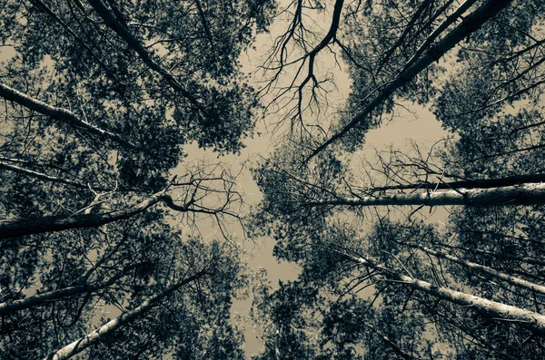 ağaçların tepesinde