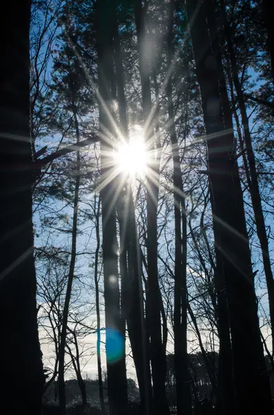 Luz do sol em Forrest — Fotografia de Stock
