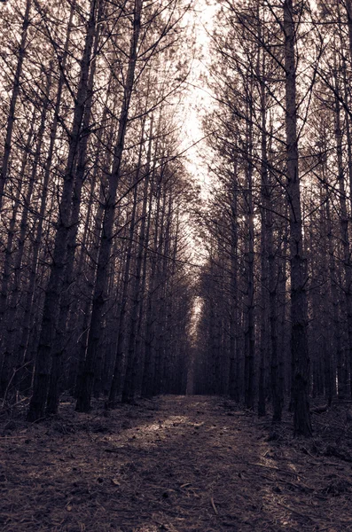 Path in forrest — Stock Photo, Image