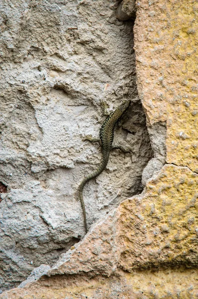 Pequeño reptil lagarto — Foto de Stock