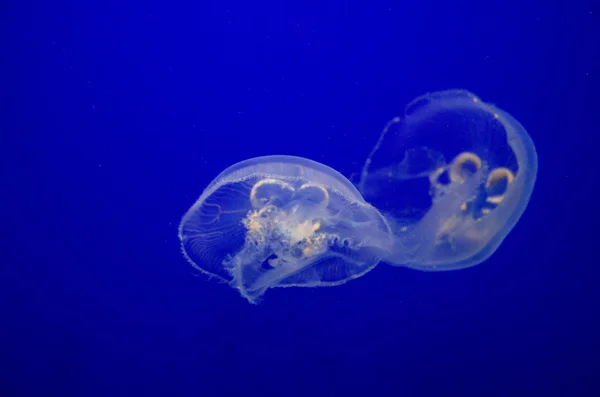Duas medusas a nadar. — Fotografia de Stock