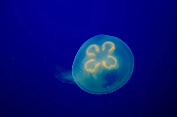 Medusas brilhantes na água — Fotografia de Stock