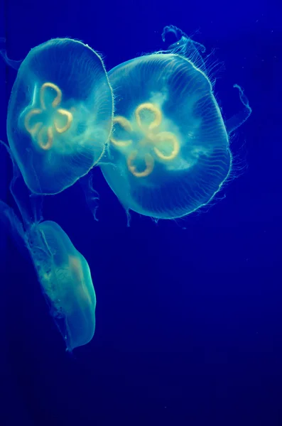 Shiny jellyfish in water — Stock Photo, Image