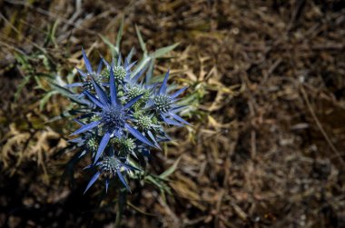 Hırvat bitki çiçek