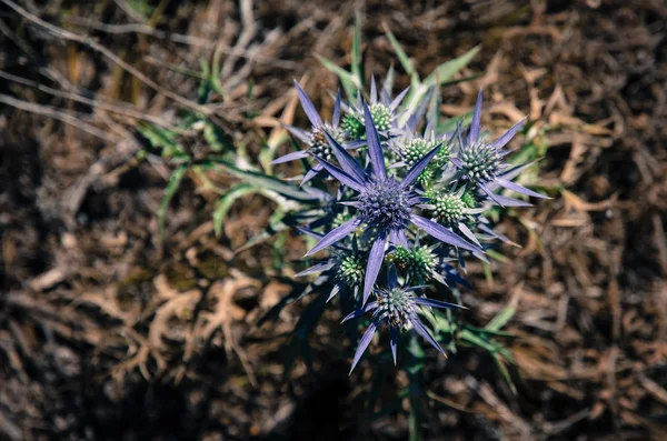 克罗地亚植被花 — 图库照片