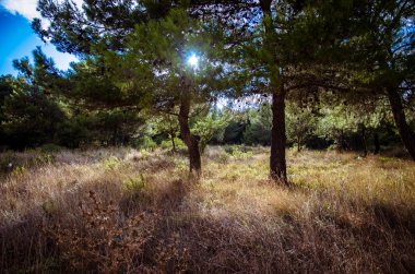 Güneş ağaçların üzerinden