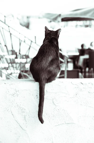 Schwarze Katze Rückansicht — Stockfoto