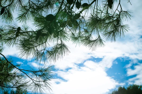 Rama de pino y cielo azul — Foto de Stock