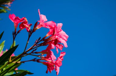 pembe zakkum çiçeği