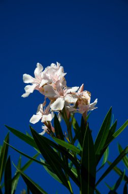 Beyaz zakkum çiçeği