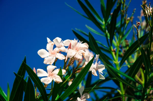 Flor branca de oleandro — Fotografia de Stock