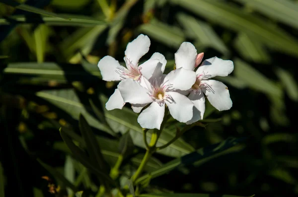 Kwiat biały oleander — Zdjęcie stockowe