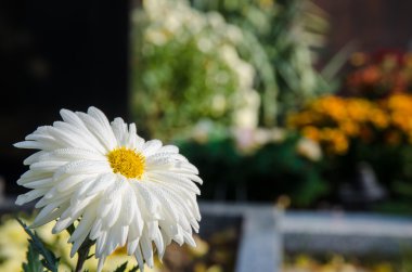 cementery beyaz kasımpatı çiçeği