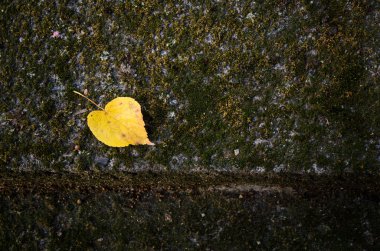 Sarı sonbahar yaprak