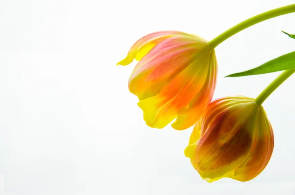 Žluté oranžové tulipány — Stock fotografie