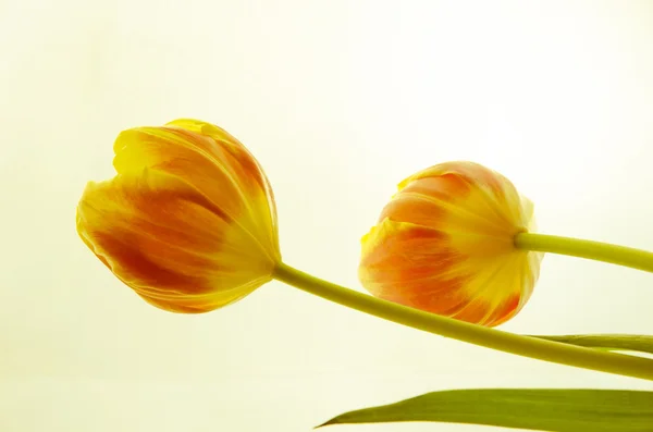Żółte, pomarańczowe tulipany — Zdjęcie stockowe