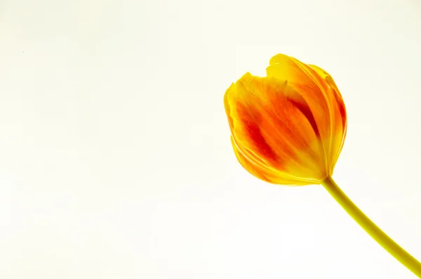Gul orange tulipan - Stock-foto