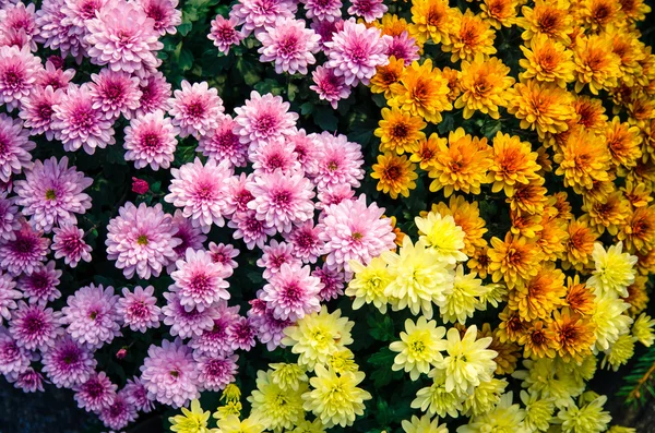 Flor de crisântemo colorido — Fotografia de Stock