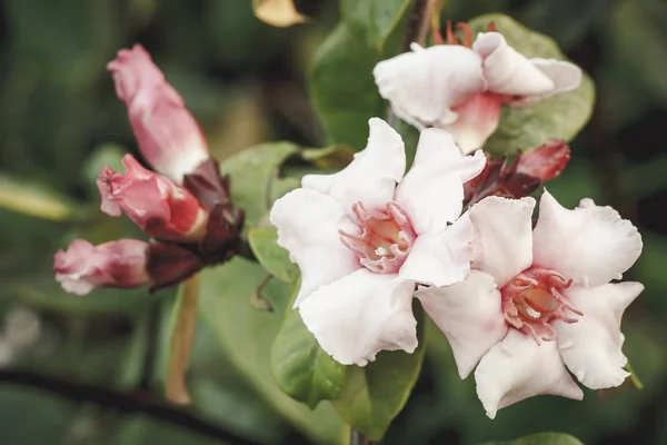 Flores Tropicais Cor Rosa Strophanthus Gratus Wallich Hook Benth — Fotografia de Stock