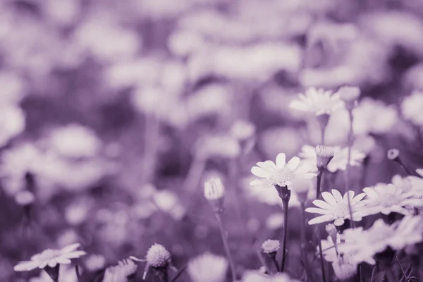 花の背景、レトロな効果 — ストック写真