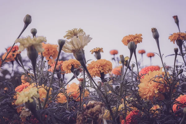 Flor amarela, Calêndula — Fotografia de Stock