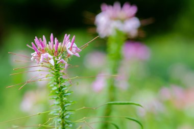 örümcek çiçek kadar kapatın
