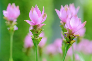 Pembe curcuma alismatifolia veya siam Lale