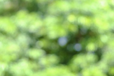 yeşil arka plan bulanıklık