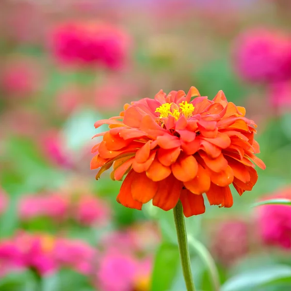 Zinnia flor com foco superficial — Fotografia de Stock