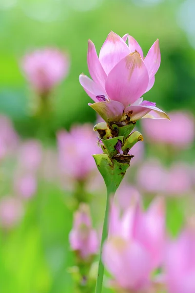 Curcuma alismatifolia rosa ou Sião Tulipa — Fotografia de Stock