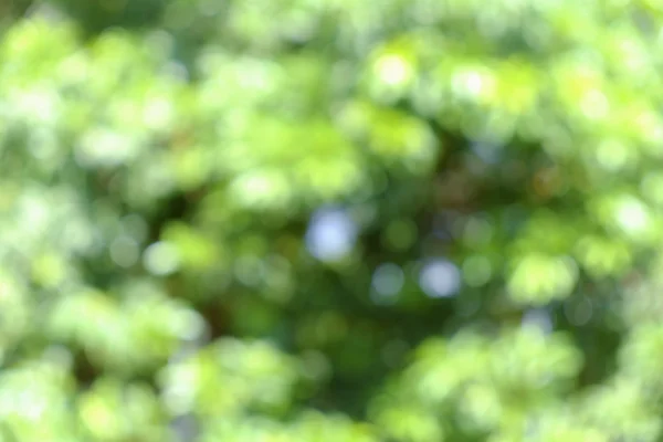 Blur green background — Stock Photo, Image